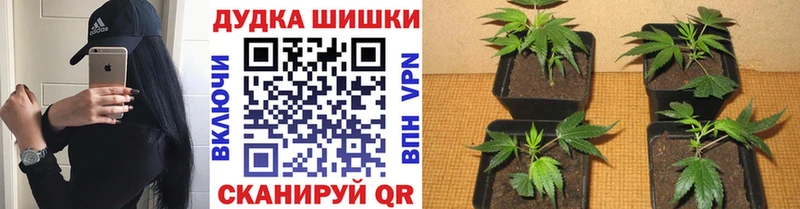 Конопля конопля Шарья